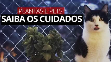 Plantas e pets: saiba os cuidados