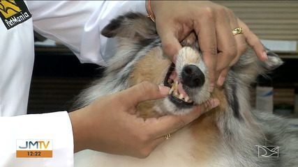 Meu Pet: escova e pasta de dentes podem ser usadas nos animais