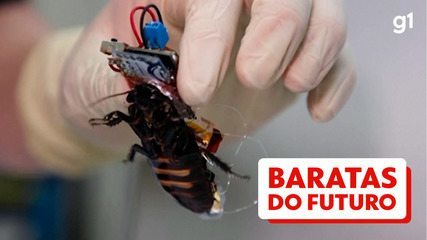 Cientistas do Japão criam baratas ciborgues para ajudar em desastres Cientistas do Japão criam baratas ciborgues para ajudar em desastres