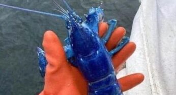 Homem encontra lagosta azul em Portland nos EUA | Natureza