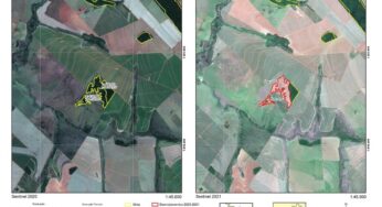 Após mais de uma década, Oeste Paulista regride e registra desmatamento de grande área de Mata Atlântica, indica pesquisa | Presidente Prudente e Região