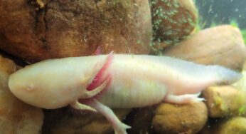 Axolote ameaçado de extinção ganha espaço no Zoológico de Brasília | Distrito Federal