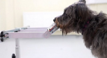 Cachorros podem farejar estresse no hálito dos donos, revela estudo | Pets