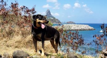 Fernando de Noronha proíbe entrada de animais domésticos e exóticos | Viver Noronha