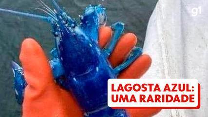 Lagosta azul é capturada na costa dos EUA e devolvida ao mar