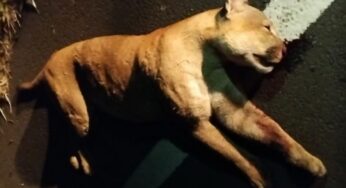 Onça-parda, de espécie ameaçada de extinção, morre atropelada na Rodovia Assis Chateaubriand, em Pirapozinho | Presidente Prudente e Região
