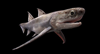 Peixes fossilizados revelam o primeiro prequel conhecido de ‘Tubarão’