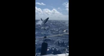 Pescador registra em vídeo acrobacias de baleias em Fernando de Noronha; ‘Estou emocionado até agora’ | Viver Noronha