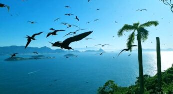 Pesquisadores registram morcegos pela primeira vez na Ilha Redonda, nas Cagarras | Rio de Janeiro