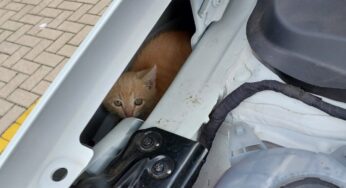'Iti malia'😻: gatinho é resgatado em motor de carro em Barbacena
