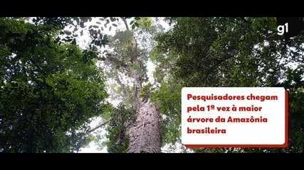 Pesquisadores chegam pela 1ª vez à maior árvore da Amazônia brasileira