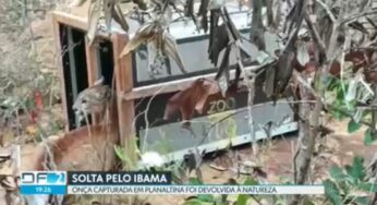VÍDEO: onça capturada em fazenda do DF é solta na natureza | Distrito Federal