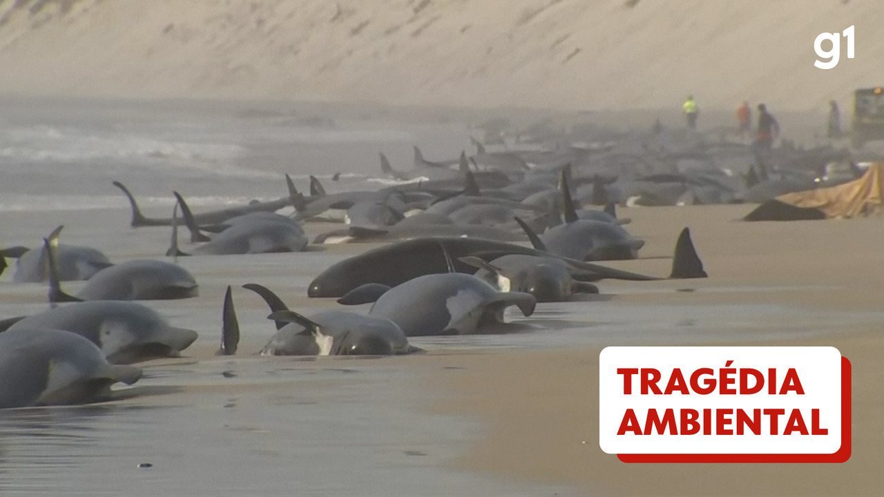 Dezenas de baleias são encontradas encalhadas em praia na Austrália