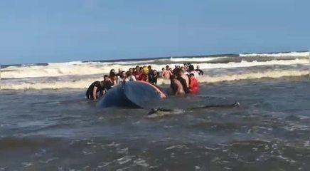 Equipes de resgate e moradores tentam ajudar baleia a voltar para fundo do mar em SC