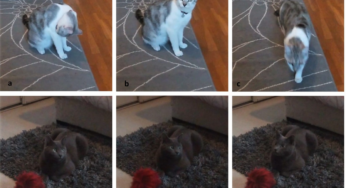 Gatos são apegados, sim! Estudo aponta que felinos entendem quando humanos falam diretamente com eles