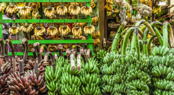 A busca continua por misteriosos ancestrais de banana