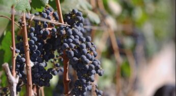 Conheça os agricultores que se uniram para fundar uma vinícola do Cerrado | Globo Rural
