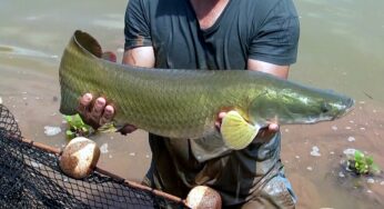 Entenda por que o pirarucu, peixe nativo da Amazônia, é um perigo para os rios de SP | Rondônia Rural