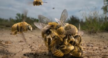 Fotografia de vida selvagem: foto de bololô de abelhas vence concurso internacional | Natureza