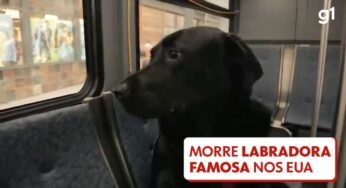 Labradora que ia sozinha de ônibus para o parque de cachorros morre aos 10 anos nos EUA | Mundo