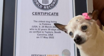 Morre cadela mais velha do mundo, segundo Guinness | Mundo