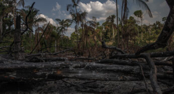 O vencedor da eleição provavelmente desempenhará um papel importante na decisão do destino da floresta amazônica.