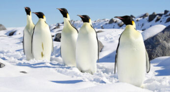 Pinguins-imperadores são protegidos pela Lei de Espécies Ameaçadas