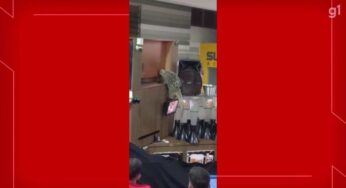 Porco-espinho aparece em quiosque de shopping e é resgatado pelos bombeiros, no DF | Distrito Federal
