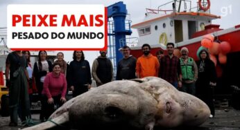 Portugueses encontram o maior peixe ósseo já registrado pela ciência; veja vídeo | Mundo