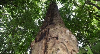 Recém-descoberta, espécie de árvore gigante da Mata Atlântica recebe nome em homenagem a Hermeto Pascoal | Rio de Janeiro
