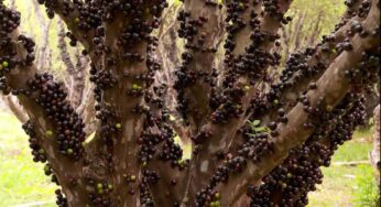 Turistas podem comer jabuticaba direto do pé à vontade em fazenda goiana | Globo Rural