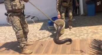 VÍDEO: jiboia com cerca de 20 kg é encontrada no forro de uma casa, em Brasília | Distrito Federal