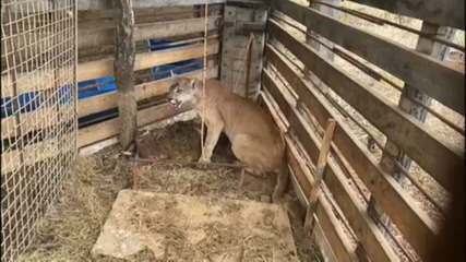 Onça-parda é encontrada em curral, em fazenda de Planaltina, no DF