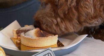 VÍDEO: restaurante cria rodízio chique para cães nos EUA | Turismo e Viagem