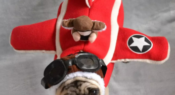Vai viajar com o pet? Veja quais cuidados ter no avião | Turismo e Viagem