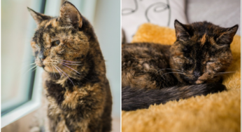 Gata de quase 27 anos ganha título de mais velha do mundo pelo Guinness