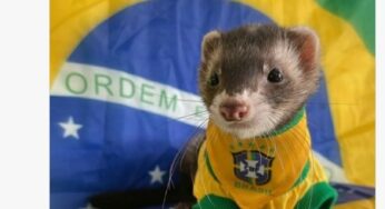 Brasil x Suíça: veja os memes do jogo na Copa do Mundo