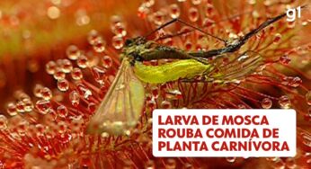 A mosca que consegue escapar da armadilha da planta carnívora e ainda roubar sua comida | Agronegócios