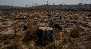 Brasil, Indonésia e Congo assinam Pacto de Proteção às Florestas Tropicais