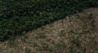 Desmatamento na Amazônia bate 10 mil km² no ano e alcança a área no PA que é maior ‘bloco’ protegido no mundo, diz Imazon | Amazônia