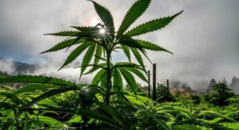 EUA: Por que legalização da maconha está em votação em Estados tradicionalmente conservadores | Mundo