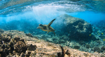The Nature Conservancy compra seguro para proteger os recifes de coral do Havaí