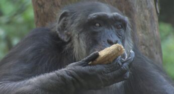 Zoológico sueco mata três chimpanzés que fugiram de cercado