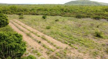 Agroecologia e 'recaatingamento' transformam paisagem e vida de famílias no Sertão
