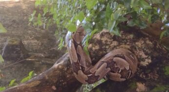 Jiboia de cerca de dois metros e com sete quilos é resgatada em condomínio de Salvador