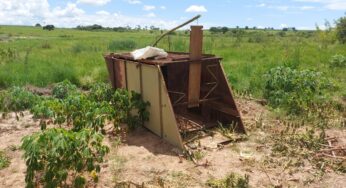 Polícia Ambiental destrói armadilha destinada à caça de javalis em plantação de mandioca em fazenda