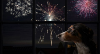 Animais e fogos de artifício: como lidar com o medo dos pets na virada do ano