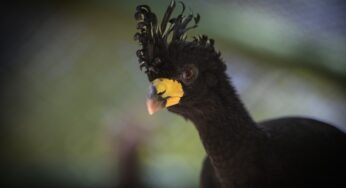 Descendentes de aves ameaçadas de extinção resgatadas há duas décadas por causa da Usina de Porto Primavera são soltos na natureza | Presidente Prudente e Região
