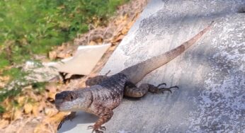 Invasão de nova espécie de lagarto a Fernando de Noronha é investigada por pesquisadores | Viver Noronha