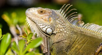 O fenômeno que explica por que iguanas estão caindo das árvores no sul da Flórida | Mundo
